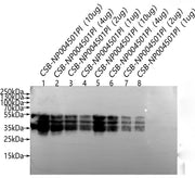 Western Blot Positive WB detected in: CSB-NP004501Pl(10µg), CSB-NP004501Pl(4µg), CSB-NP004501Pl(2µg), CSB-NP004501Pl(1µg), CSB-NP004501Pl(10µg), CSB-NP004501Pl(4µg),CSB-NP004501Pl(2µg),CSB-NP004501Pl(1µg) All lanes: Wheat Gliadin antibody at 1:100...