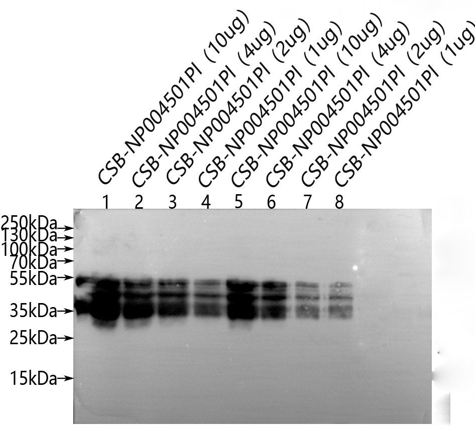 Western Blot Positive WB detected in: CSB-NP004501Pl(10µg), CSB-NP004501Pl(4µg), CSB-NP004501Pl(2µg), CSB-NP004501Pl(1µg), CSB-NP004501Pl(10µg), CSB-NP004501Pl(4µg),CSB-NP004501Pl(2µg),CSB-NP004501Pl(1µg) All lanes: Wheat Gliadin antibody at 1:100...