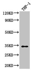 Western Blot Positive WB detected in: THP-1 whole cell lysate All lanes: CAPZA1 antibody at 3µg/ml Secondary Goat polyclonal to rabbit IgG at 1/50000 dilution Predicted band size: 33 kDa Observed band size: 33 kDa