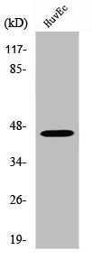 Western Blot analysis of HuvEc cells using WTAP Polyclonal Antibody