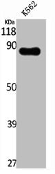 Western Blot analysis of K562 cells using XE7 Polyclonal Antibody