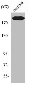 Western Blot analysis of COLO205 cells using XPG Polyclonal Antibody