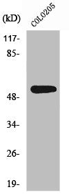 Western Blot analysis of COLO205 cells using XPLN Polyclonal Antibody