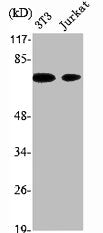 Western Blot analysis of NIH-3T3 Jurkat cells using XRCC1 Polyclonal Antibody