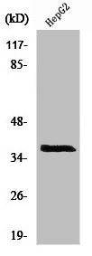 Western Blot analysis of HepG2 cells using XRCC3 Polyclonal Antibody