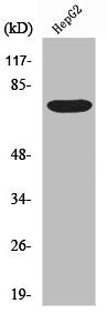 Western Blot analysis of HepG2 cells using YAP Polyclonal Antibody