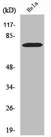 Western Blot analysis of Hela cells using YAP Polyclonal Antibody