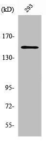 Western Blot analysis of 293 cells using YEATS2 Polyclonal Antibody