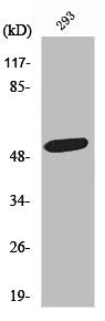 Western Blot analysis of 293 cells using ZAC1 Polyclonal Antibody