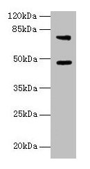 Western blot All lanes: Casp12 antibody at 6µg/ml + LO2 whole cell lysate Secondary Goat polyclonal to rabbit IgG at 1/10000 dilution Predicted band size: 48 kDa Observed band size: 48, 75 kDa