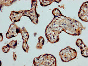 IHC image of CSB-PA004547LA01HU diluted at 1:1200 and staining in paraffin-embedded human placenta tissue performed on a Leica BondTM system. After dewaxing and hydration, antigen retrieval was mediated by high pressure in a citrate buffer (pH 6.0...