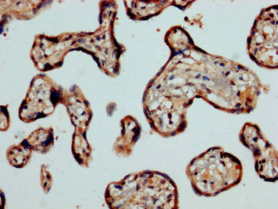 IHC image of CSB-PA004547LA01HU diluted at 1:1200 and staining in paraffin-embedded human placenta tissue performed on a Leica BondTM system. After dewaxing and hydration, antigen retrieval was mediated by high pressure in a citrate buffer (pH 6.0...