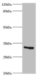 Western blot All lanes: Caspase-6 antibody at 8ug/ml + Hela whole cell lysate Secondary Goat polyclonal to rabbit IgG at 1/10000 dilution Predicted band size: 34, 23 kDa Observed band size: 34 kDa