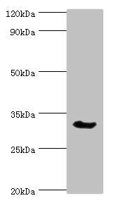 Western blot All lanes: Caspase-6 antibody at 3ug/ml + Mouse liver tissue Secondary Goat polyclonal to rabbit IgG at 1/10000 dilution Predicted band size: 34, 23 kDa Observed band size: 34 kDa