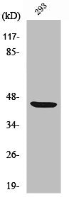 Western Blot analysis of 293 cells using ZAR1 Polyclonal Antibody
