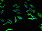 Immunofluorescent analysis of Hela cells using CSB-PA004558EA01HU at dilution of 1:100 and Alexa Fluor 488-congugated AffiniPure Goat Anti-Rabbit IgG(H+L)