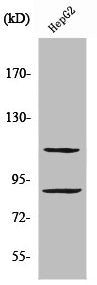 Western Blot analysis of HepG2 cells using ZBP-89 Polyclonal Antibody