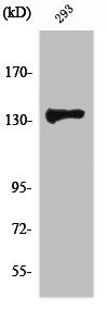 Western Blot analysis of 293 cells using ZBTB40 Polyclonal Antibody