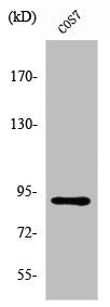 Western Blot analysis of COS7 cells using ZC3H11A Polyclonal Antibody
