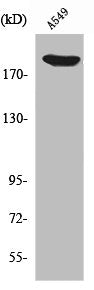 Western Blot analysis of A549 cells using ZC3H13 Polyclonal Antibody