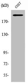 Western Blot analysis of COS7 cells using ZFP106 Polyclonal Antibody