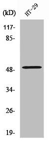 Western Blot analysis of HT29 cells using ZFYVE19 Polyclonal Antibody
