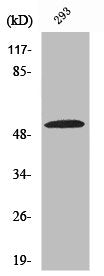 Western Blot analysis of COLO205 cells using ZIP7 Polyclonal Antibody