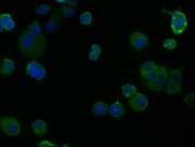 Immunofluorescence staining of MCF-7 cells with CSB-PA004571OA01HU at 1:100, counter-stained with DAPI. The cells were fixed in 4% formaldehyde, permeabilized using 0.2% Triton X-100 and blocked in 10% normal Goat Serum. The cells were then incuba...