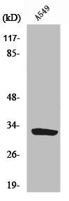 Western Blot analysis of A549 cells using ZIP9 Polyclonal Antibody
