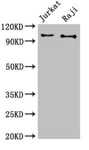Western Blot Positive WB detected in: Jurkat whole cell lysate, Raji whole cell lysate All lanes: CBL antibody at 3µg/ml Secondary Goat polyclonal to rabbit IgG at 1/50000 dilution Predicted band size: 100 kDa Observed band size: 100 kDa