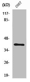 Western Blot analysis of K562 cells using ZNF134 Polyclonal Antibody