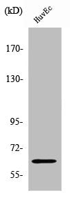 Western Blot analysis of HuvEc cells using ZNF329 Polyclonal Antibody