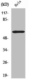 Western Blot analysis of HuvEc cells using ZNF397 Polyclonal Antibody