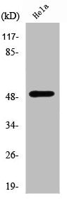 Western Blot analysis of HeLa cells using ZNF436 Polyclonal Antibody