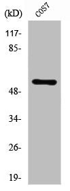 Western Blot analysis of COS7 cells using ZNF498 Polyclonal Antibody