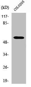 Western Blot analysis of HuvEc cells using ZNF682 Polyclonal Antibody