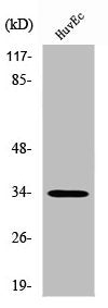 Western Blot analysis of HuvEc cells using ZNF75 Polyclonal Antibody