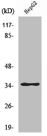 Western Blot analysis of HepG2 cells using ZNF771 Polyclonal Antibody
