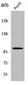Western Blot analysis of HepG2 cells using ZZZ3 Polyclonal Antibody