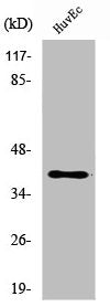 Western Blot analysis of HepG2 cells using β-1,3-Gal-T1 Polyclonal Antibody