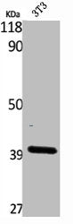 Western Blot analysis of NIH-3T3 cells using β-1,3-Gal-T4 Polyclonal Antibody