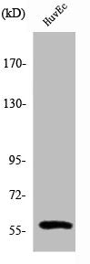 Western Blot analysis of HepG2 cells using β-1,3-Gal-TL Polyclonal Antibody