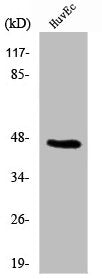 Western Blot analysis of 293 cells using β-1,4-Gal-T5 Polyclonal Antibody