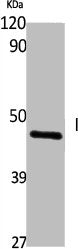 Western Blot analysis of NIH-3T3 cells using Ihh Polyclonal Antibody