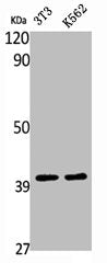 Western Blot analysis of NIH-3T3 K562 cells using V-ATPase D1 Polyclonal Antibody