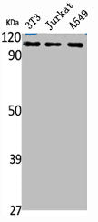 Western Blot analysis of NIH-3T3 Jurkat A549 cells using CHD1L Polyclonal Antibody