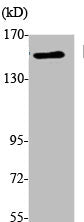 Western Blot analysis of K562 cells using EEA1 Polyclonal Antibody