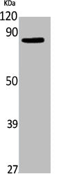 Western Blot analysis of NIH-3T3 cells using Elmo1 Polyclonal Antibody