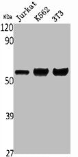Western Blot analysis of Jurkat K562 NIH-3T3 cells using ENT1 Polyclonal Antibody