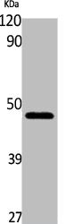 Western Blot analysis of K562 cells using Gl Syn Polyclonal Antibody